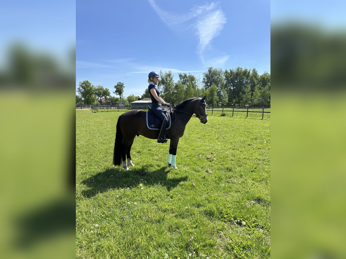 Niemiecki kuc wierzchowy Wałach 5 lat 147 cm Ciemnogniada in Vechta