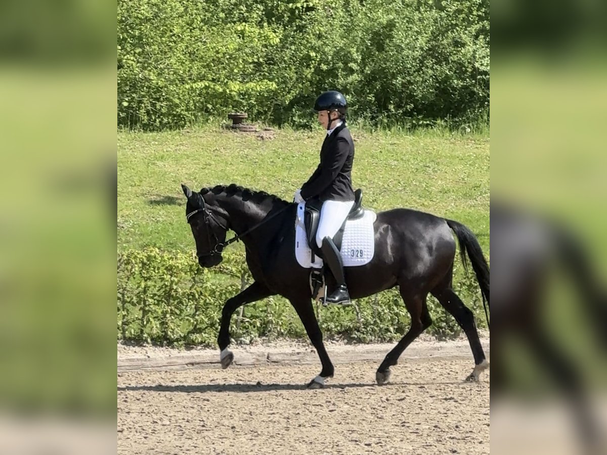 Niemiecki kuc wierzchowy Wałach 5 lat 148 cm Kara in Dortmund