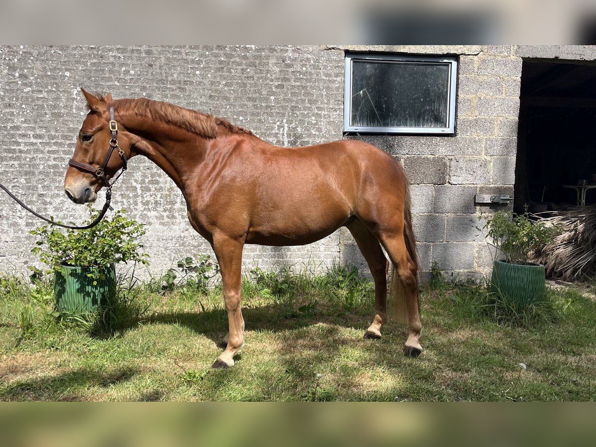Niemiecki kuc wierzchowy Wałach 5 lat 148 cm Kasztanowata in Sydals