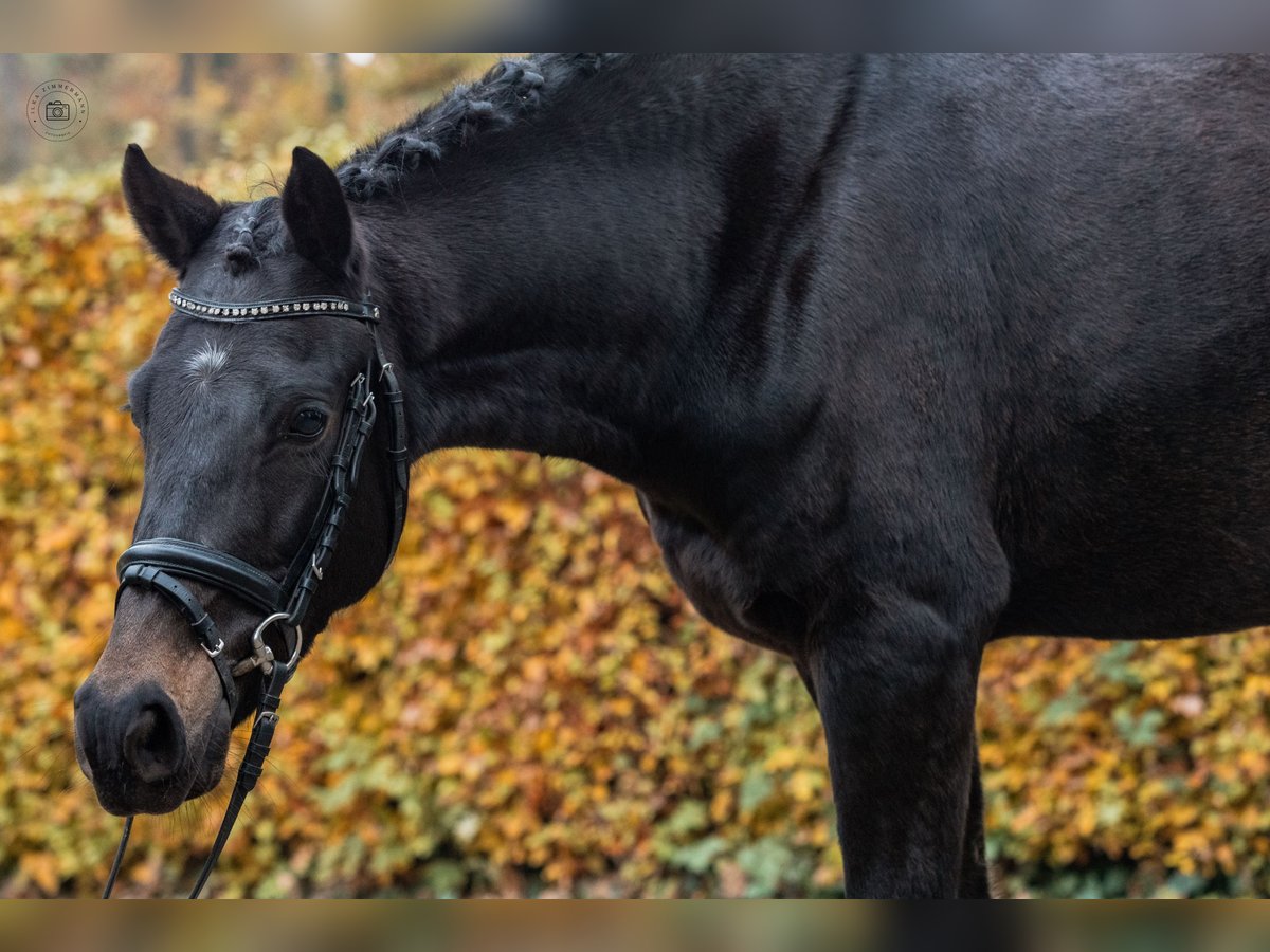 Niemiecki kuc wierzchowy Wałach 6 lat 145 cm Skarogniada in Westerholt