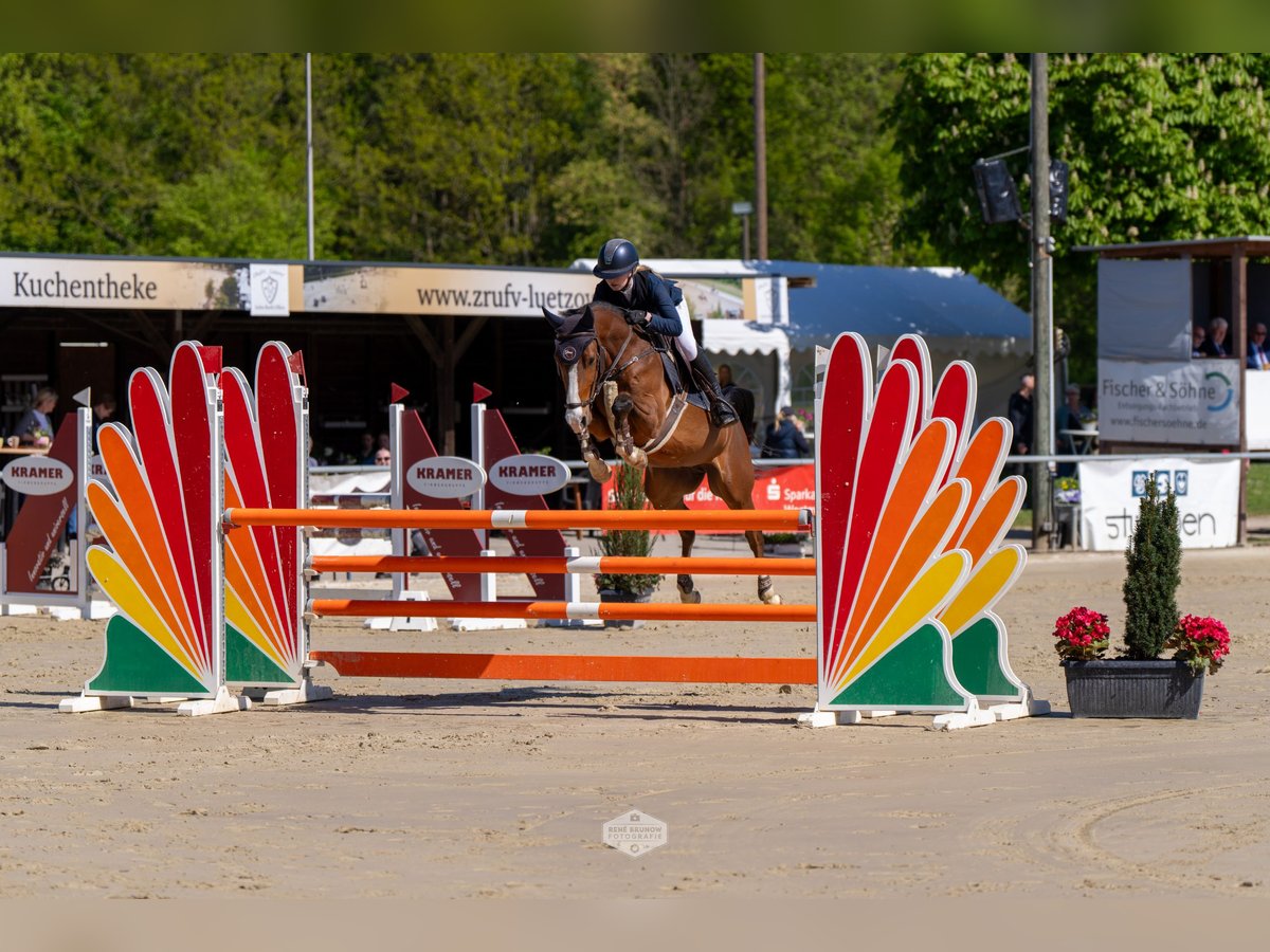 Niemiecki kuc wierzchowy Wałach 6 lat 147 cm Gniada in Herten