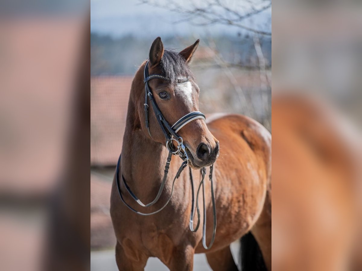 Niemiecki kuc wierzchowy Wałach 6 lat 148 cm Gniada in Rinchnach
