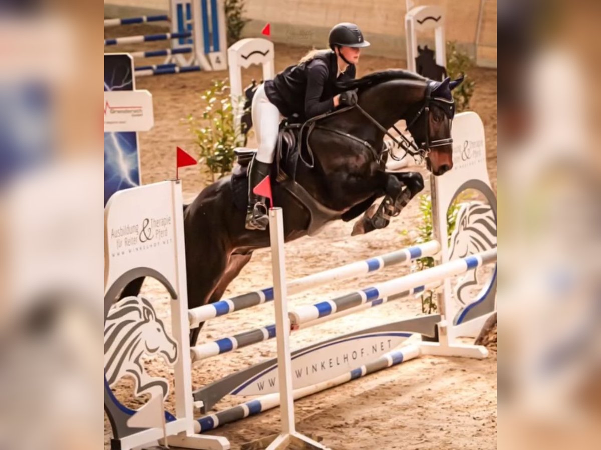 Niemiecki kuc wierzchowy Wałach 6 lat 160 cm Skarogniada in Neuental