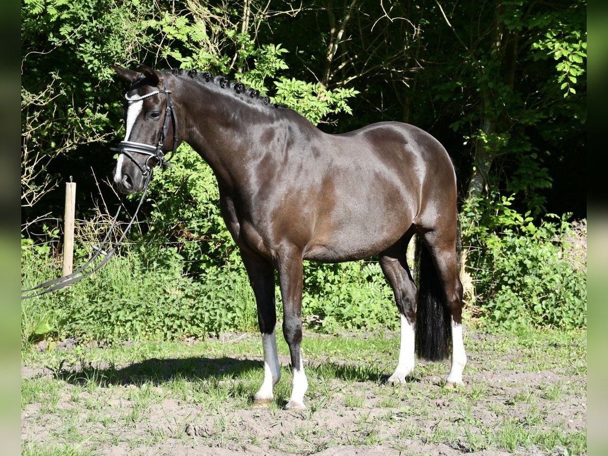 Niemiecki kuc wierzchowy Wałach 7 lat 148 cm Ciemnokasztanowata in Alfstedt