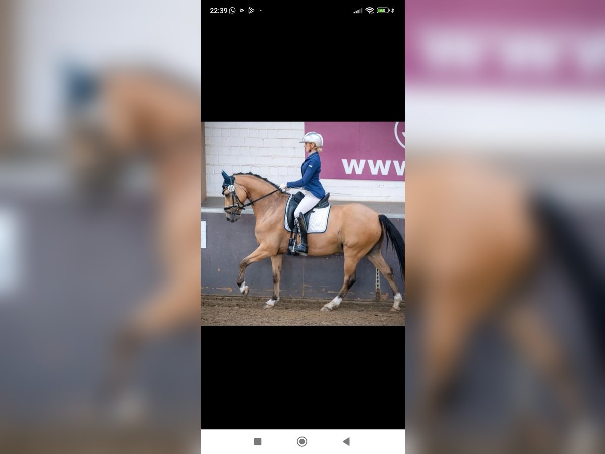 Niemiecki kuc wierzchowy Wałach 8 lat 148 cm Jelenia in Essen