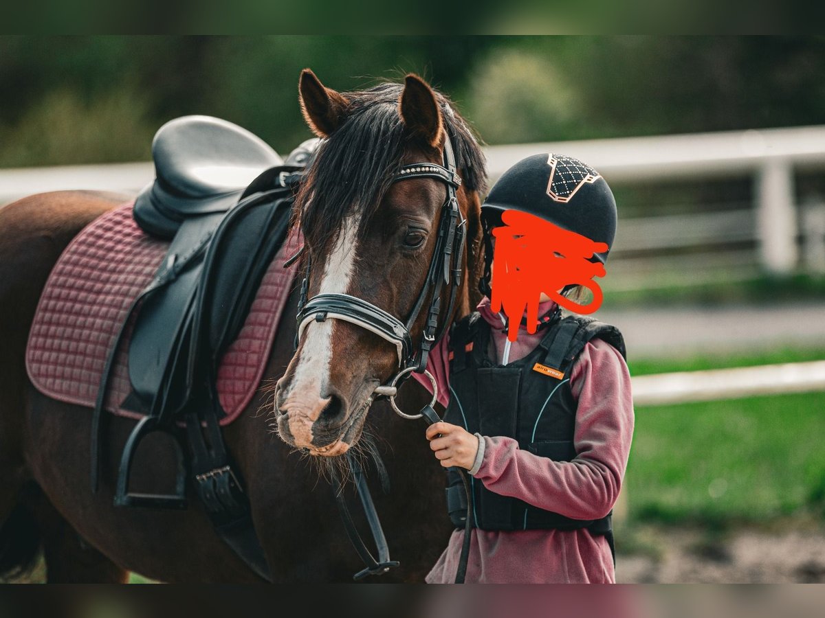 Niemiecki kuc wierzchowy Wałach 9 lat 146 cm Ciemnokasztanowata in Poggersdorf