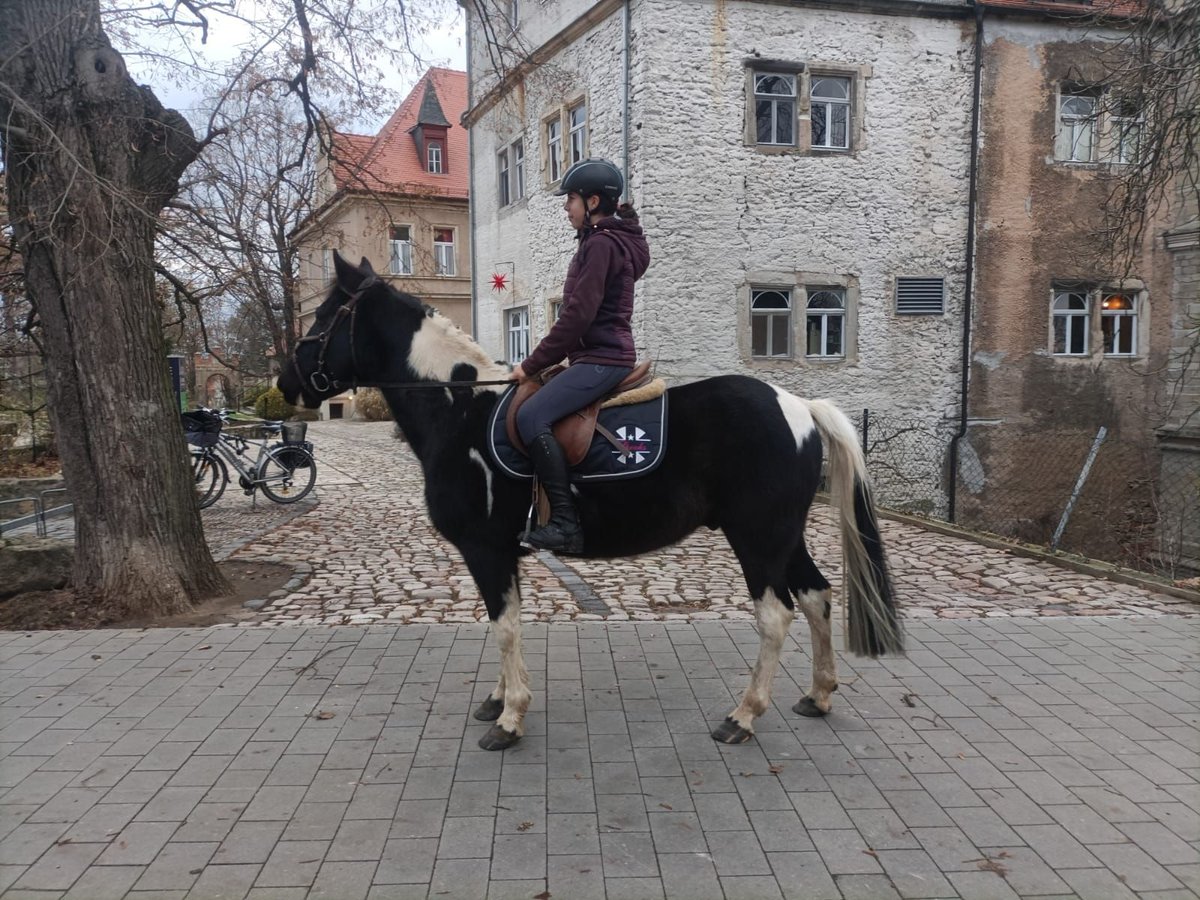 Niemiecki kuc wierzchowy Wałach 13 lat 147 cm Srokata in Atzendorf