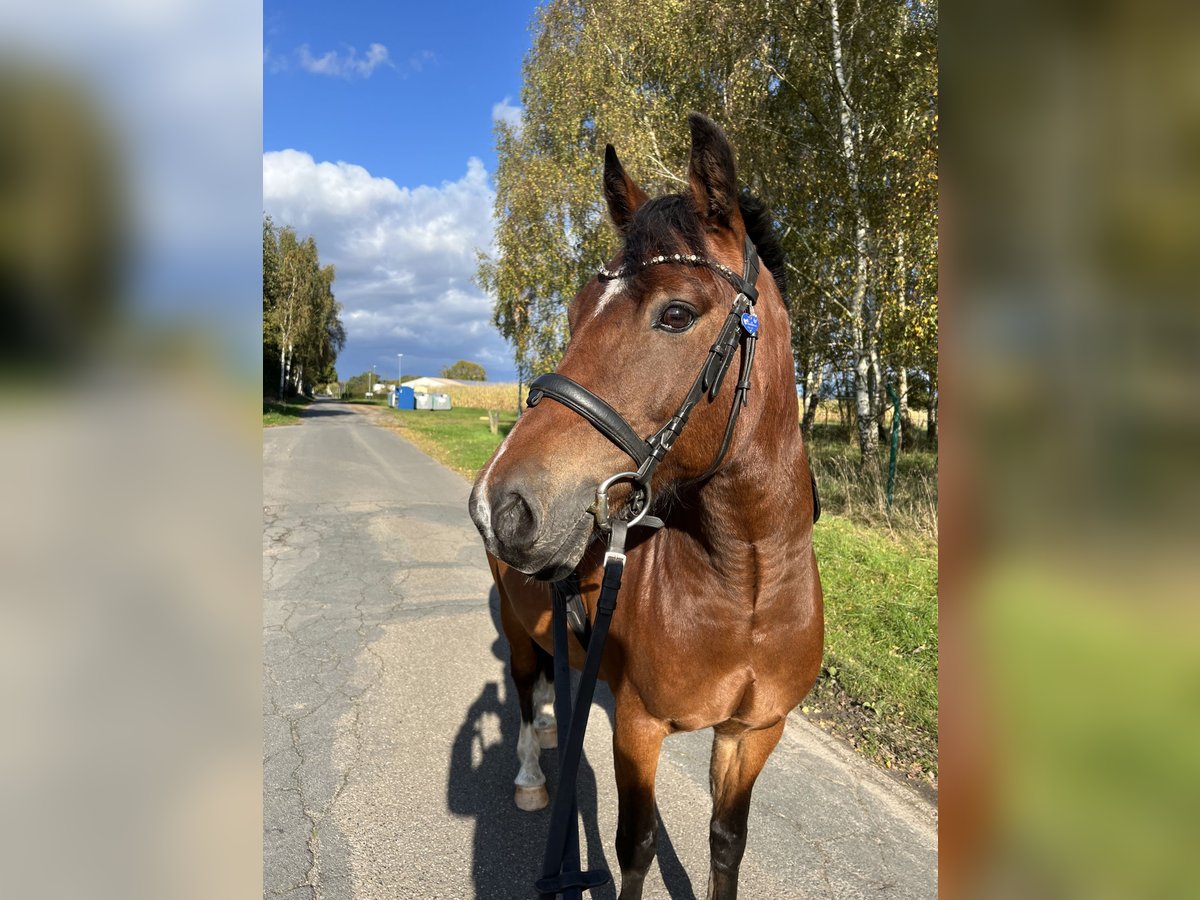 Niemiecki kuc wierzchowy Mix Wałach 14 lat 139 cm Gniada in Bothel