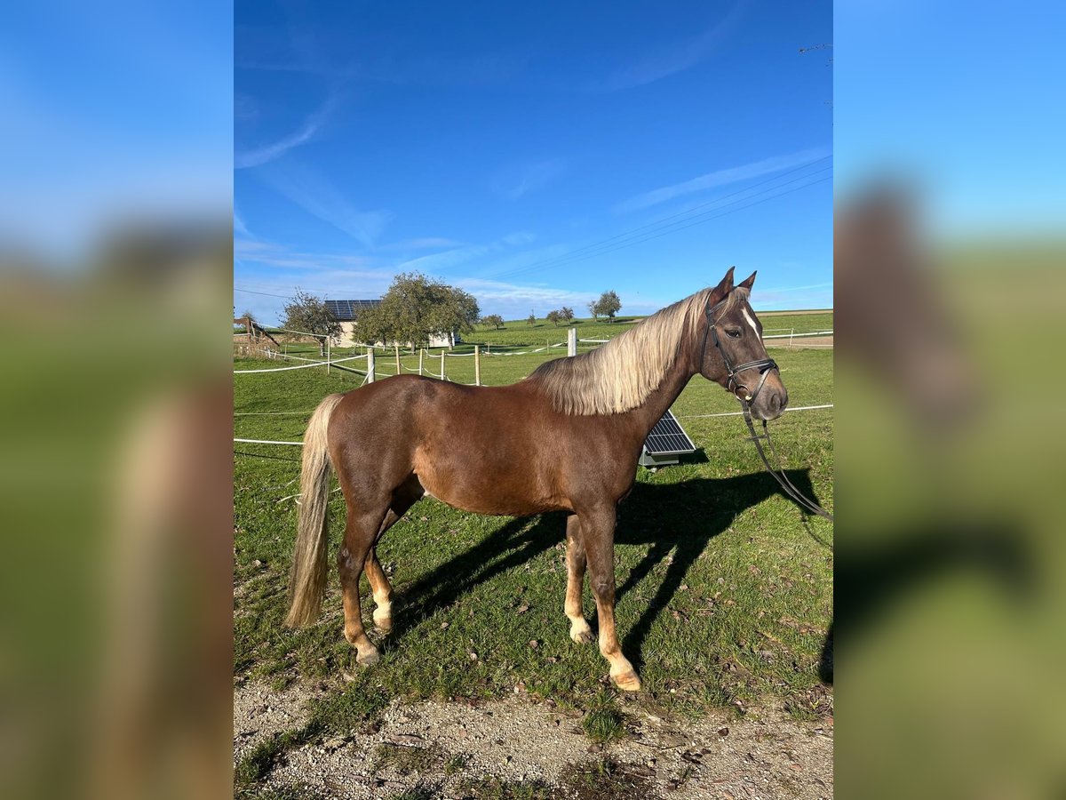 Niemiecki kuc wierzchowy Wałach 14 lat 148 cm Kasztanowata in Ehingen an der Donau