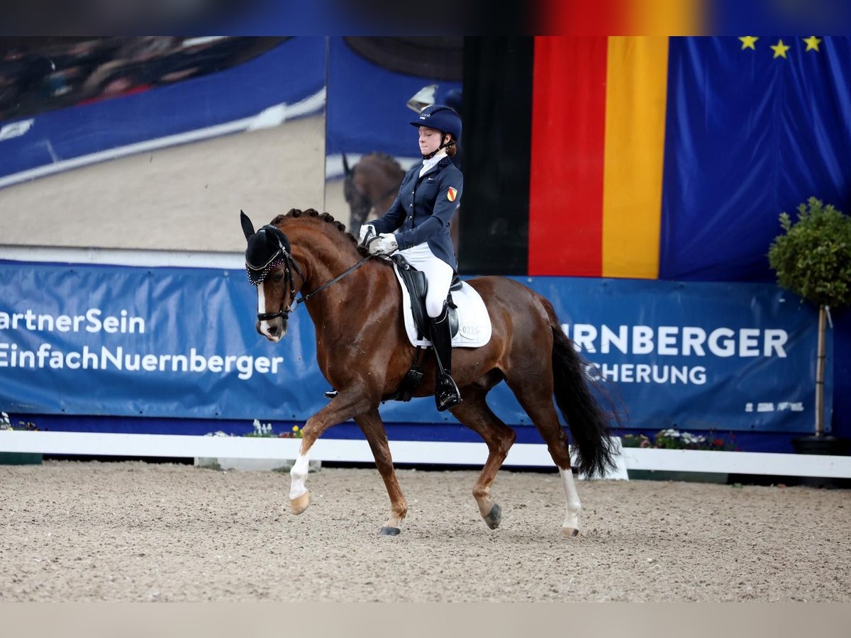 Niemiecki kuc wierzchowy Wałach 15 lat 148 cm Ciemnokasztanowata in Kirchdorf