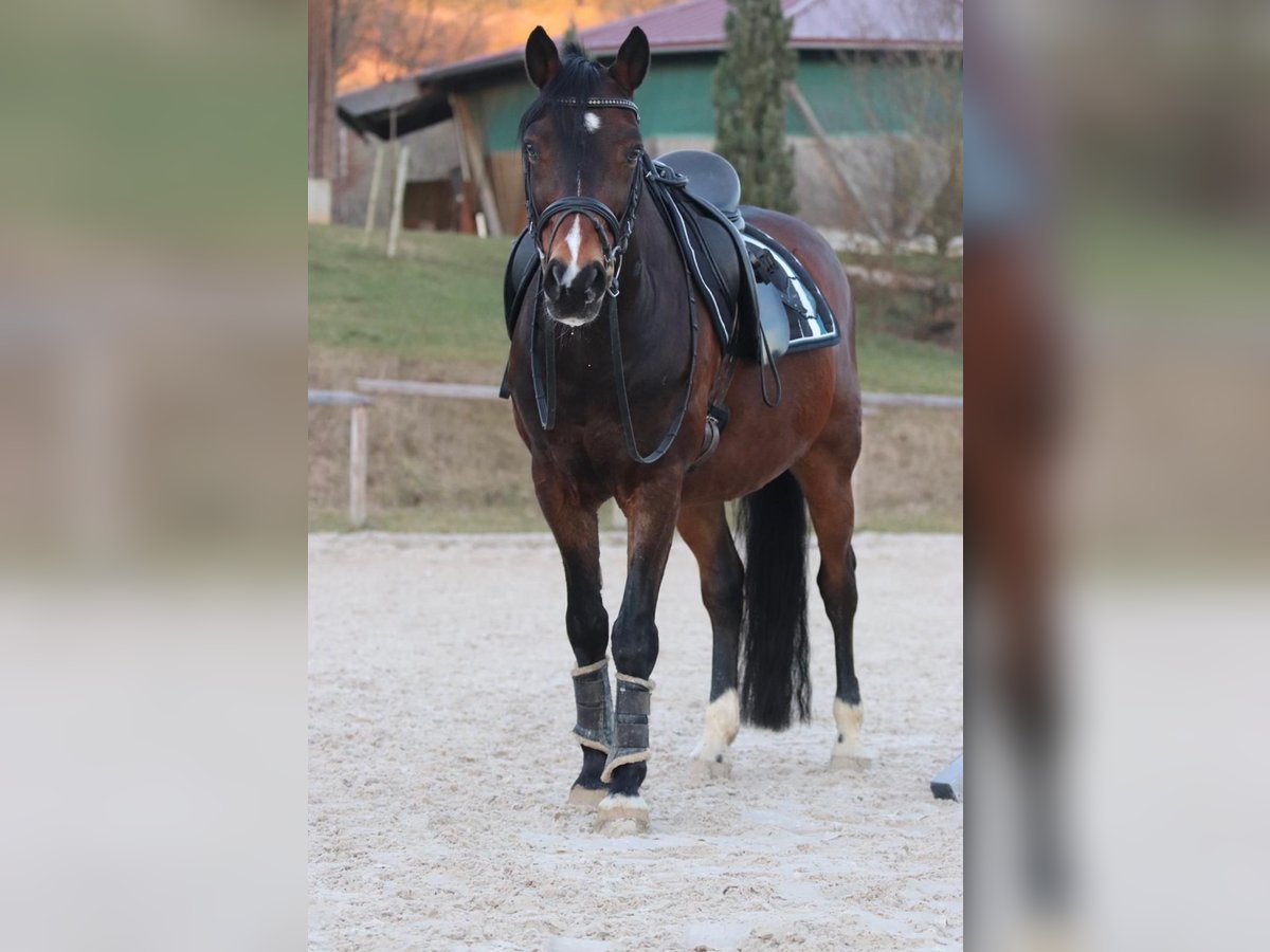 Niemiecki kuc wierzchowy Wałach 18 lat 148 cm Gniada in Talheim