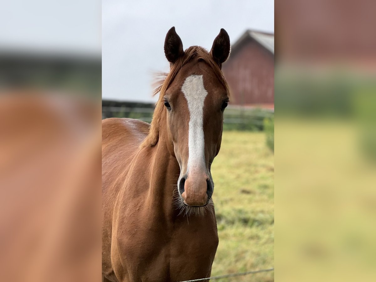 Niemiecki kuc wierzchowy Wałach 2 lat 142 cm in Neuenkirchen-Vörden