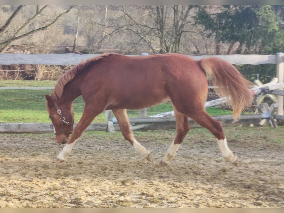 Niemiecki kuc wierzchowy Wałach 2 lat 143 cm Kasztanowata in Crossen