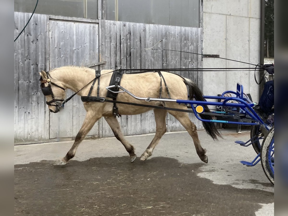 Niemiecki kuc wierzchowy Wałach 3 lat 145 cm Bułana in St.Georgen an der Leys