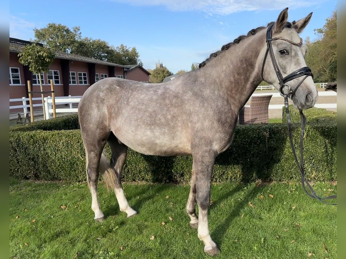 Niemiecki kuc wierzchowy Wałach 3 lat 147 cm Siwa in Lilienthal