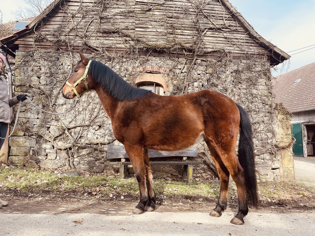 Niemiecki kuc wierzchowy Mix Wałach 5 lat 145 cm Gniada in OrtenbergOrtenberg