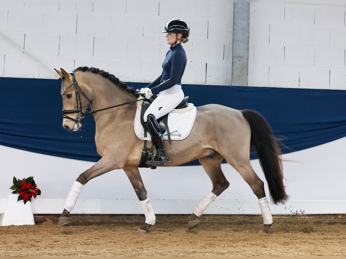 Niemiecki kuc wierzchowy Wałach 5 lat 147 cm Bułana in Marsberg