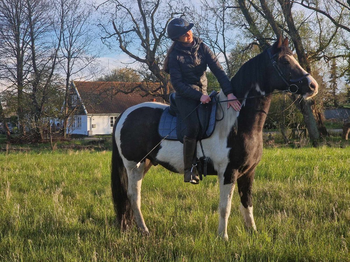 Niemiecki kuc wierzchowy Wałach 6 lat 150 cm Srokata in Handewitt