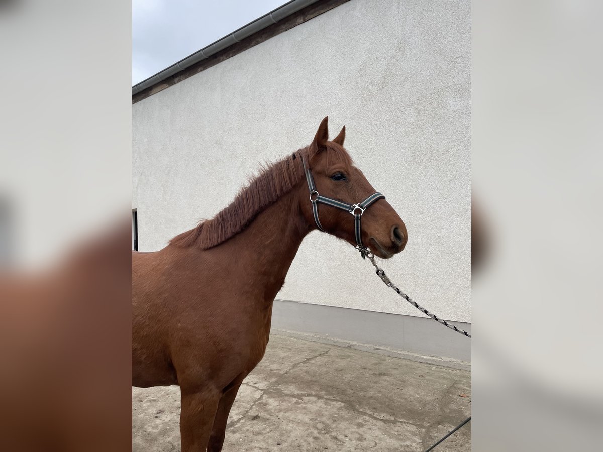 Niemiecki kuc wierzchowy Wałach 7 lat 148 cm Kasztanowata in Dahme/Mark