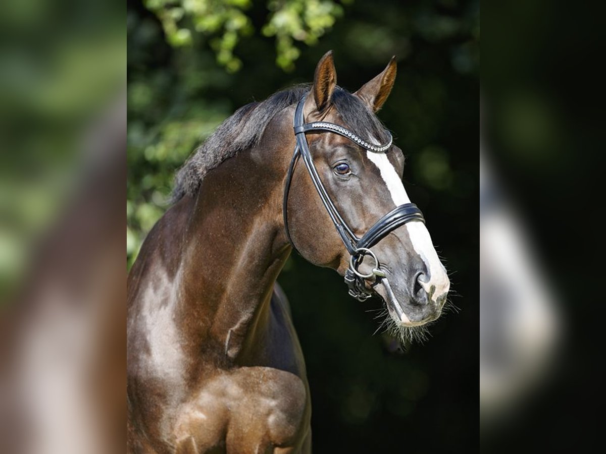 NIKAN'S DIAMOND KWPN Étalon Alezan brûlé in Werder