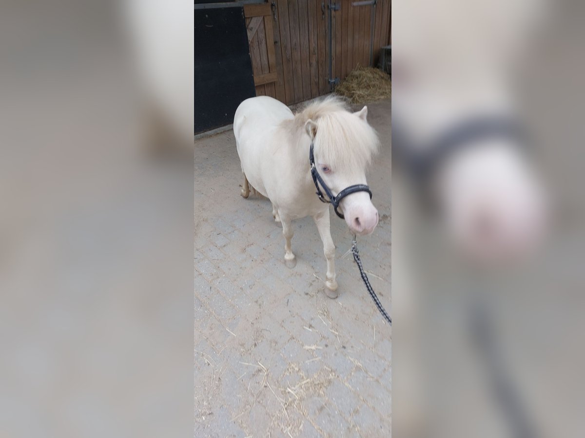 NMPRS Caballo castrado 5 años 88 cm Cremello in Almere