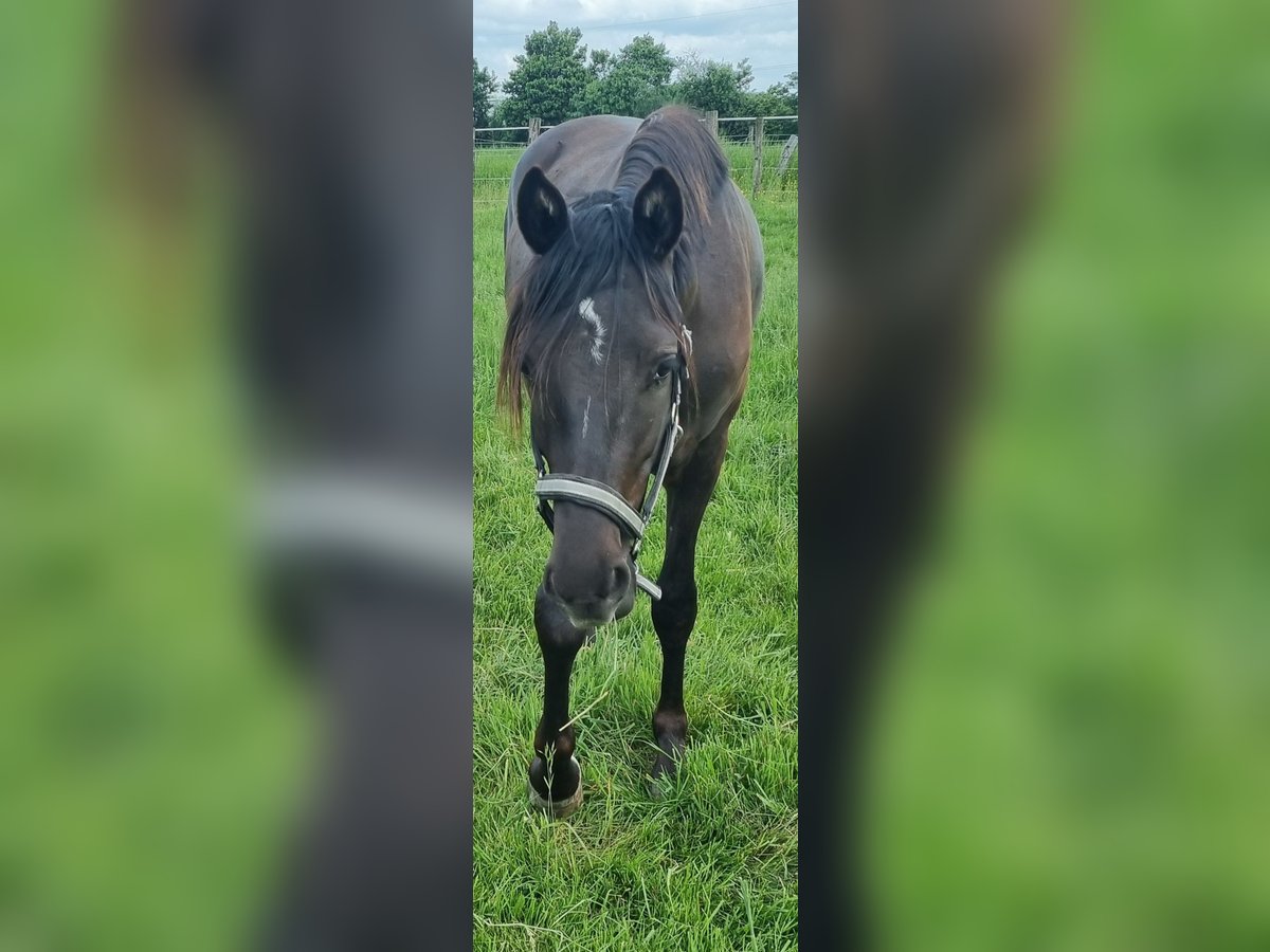 NMPRS Gelding 2 years 14,2 hh in Alpen