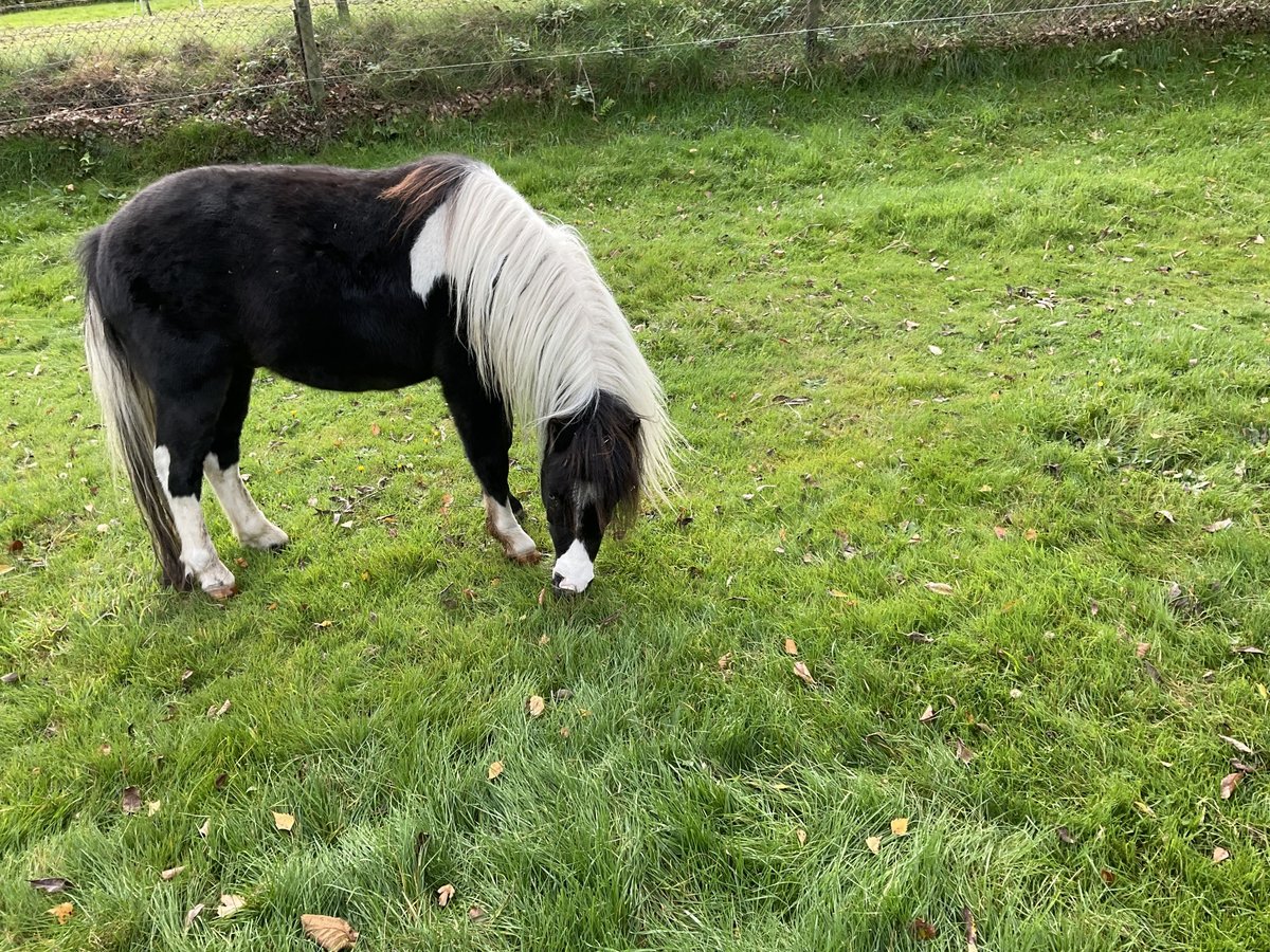 NMPRS Gelding 2 years in Apeldoorn