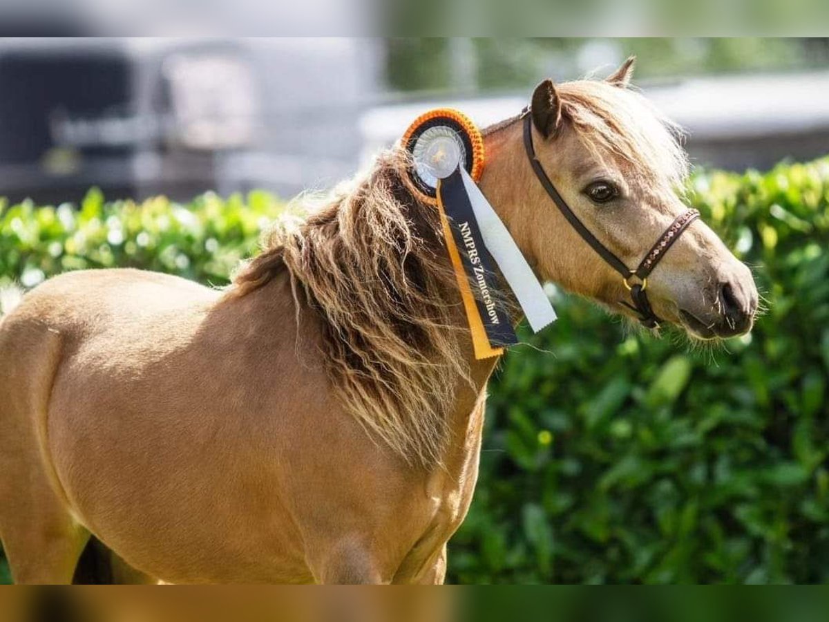 NMPRS Gelding 3 years 9,1 hh Buckskin in Heemskerk