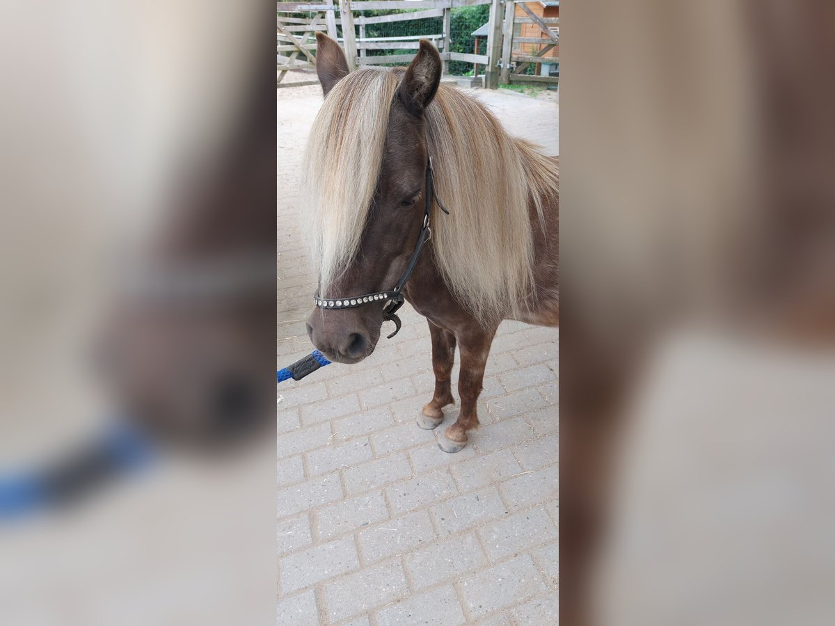 NMPRS Gelding 4 years Cremello in Almere