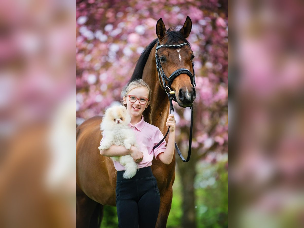 NMPRS Gelding 6 years 14,1 hh Brown in Sm