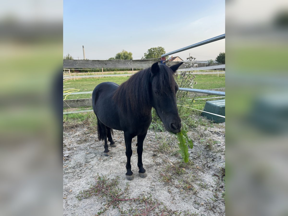 NMPRS Gelding 7 years 9,1 hh Black in Heidelberg