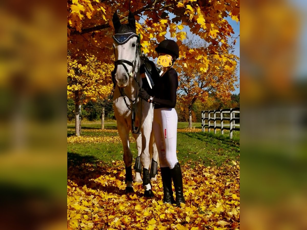 NMPRS Giumenta 14 Anni 174 cm Grigio in Wildberg