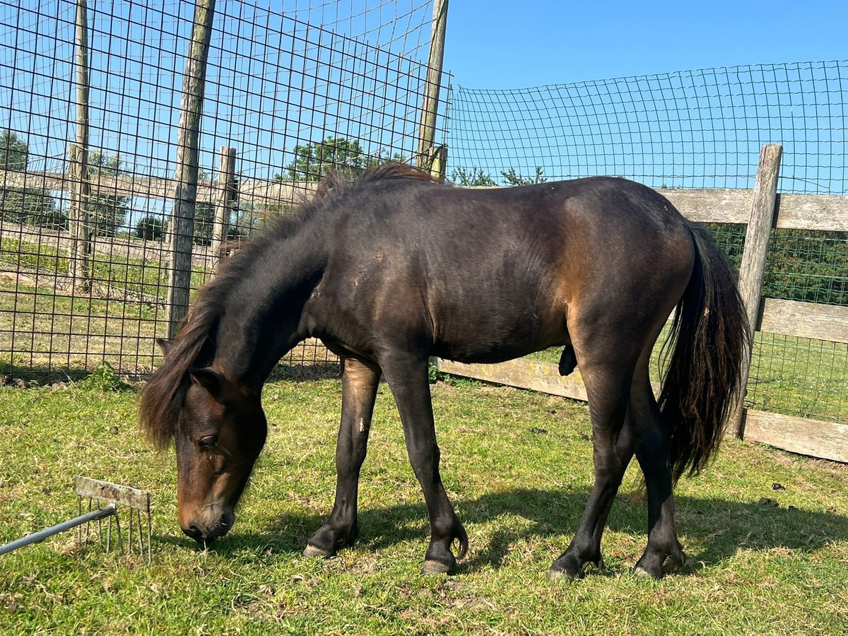 NMPRS Hengst 1 Jahr 90 cm Brauner in Werkhoven