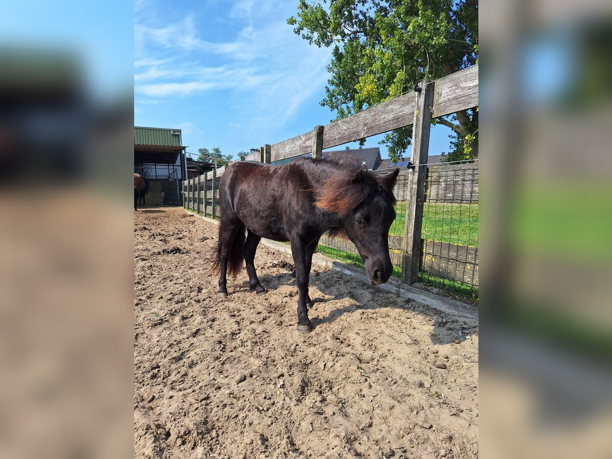 NMPRS Klacz 2 lat 85 cm Kara in Berkel en Rodenrijs