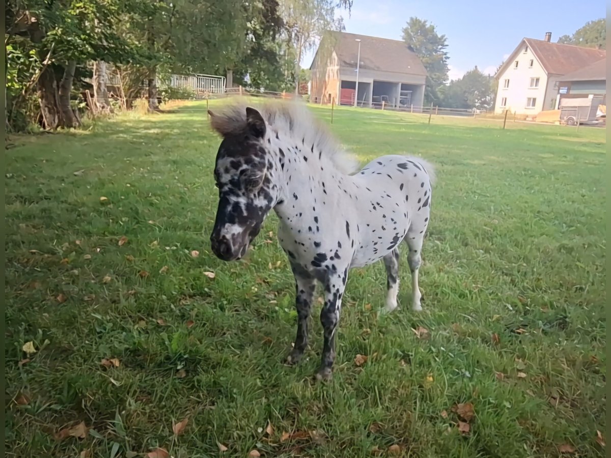 NMPRS Mare 1 year 7,1 hh Leopard-Piebald in Schemmerhofen