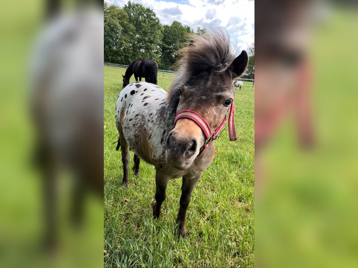 NMPRS Mix Mare 3 years 9,1 hh in Geeste