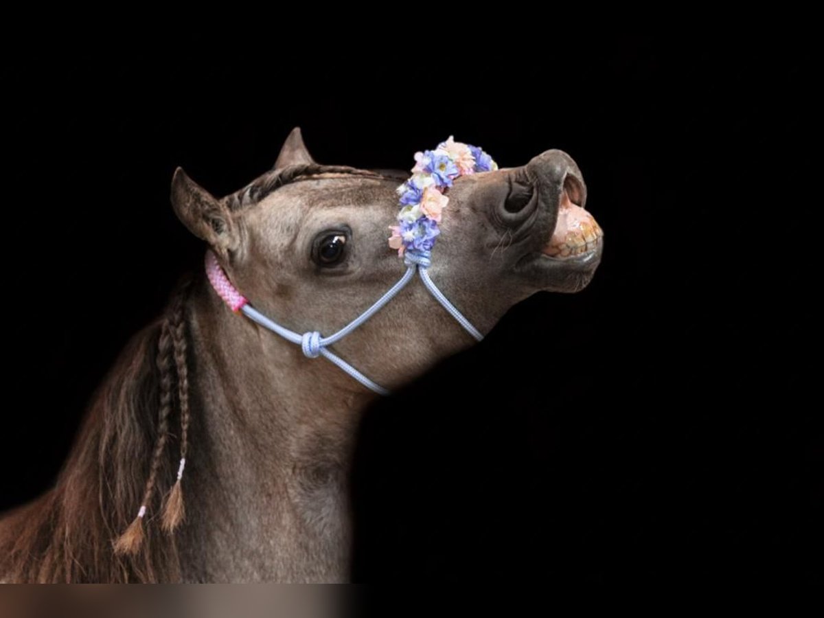 NMPRS Mare 7 years 9 hh Buckskin in Weilheim an der Teck