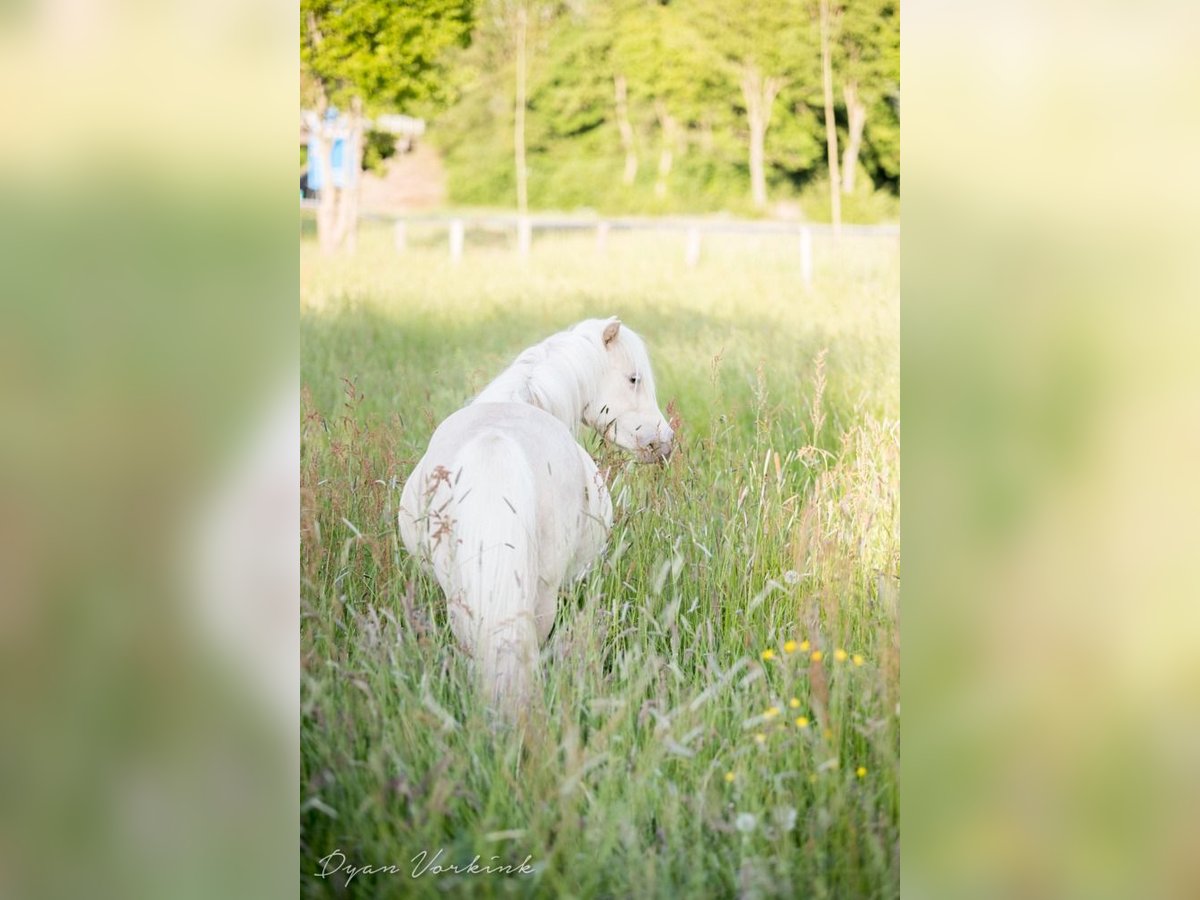 NMPRS Mare 9 years 9,1 hh Champagne in Borculo