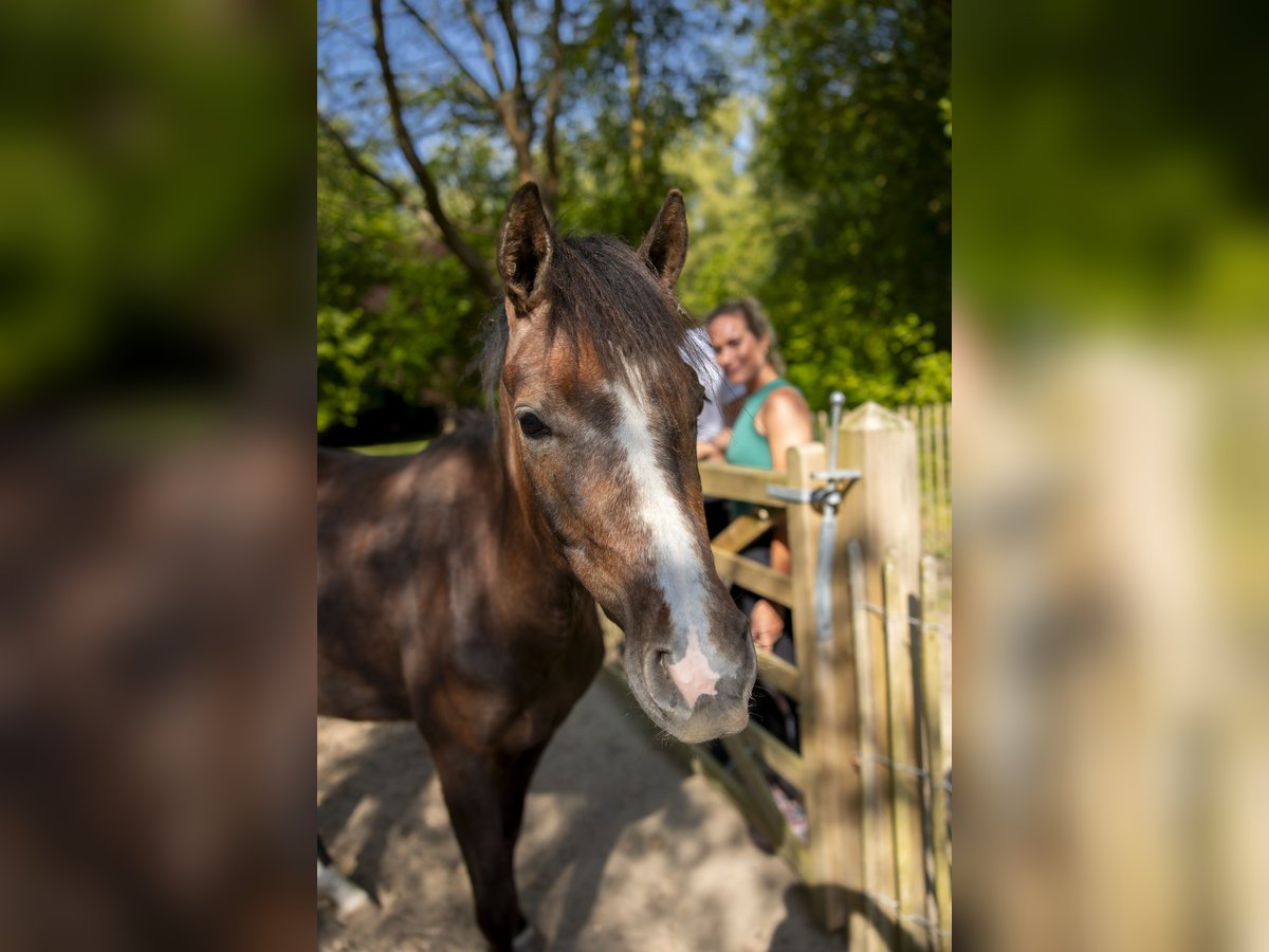 NMPRS Merrie 3 Jaar 165 cm Schimmel in Noordwelle