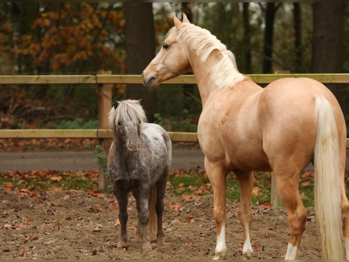 NMPRS Ruin 5 Jaar 99 cm Gevlekt-paard in Aalten