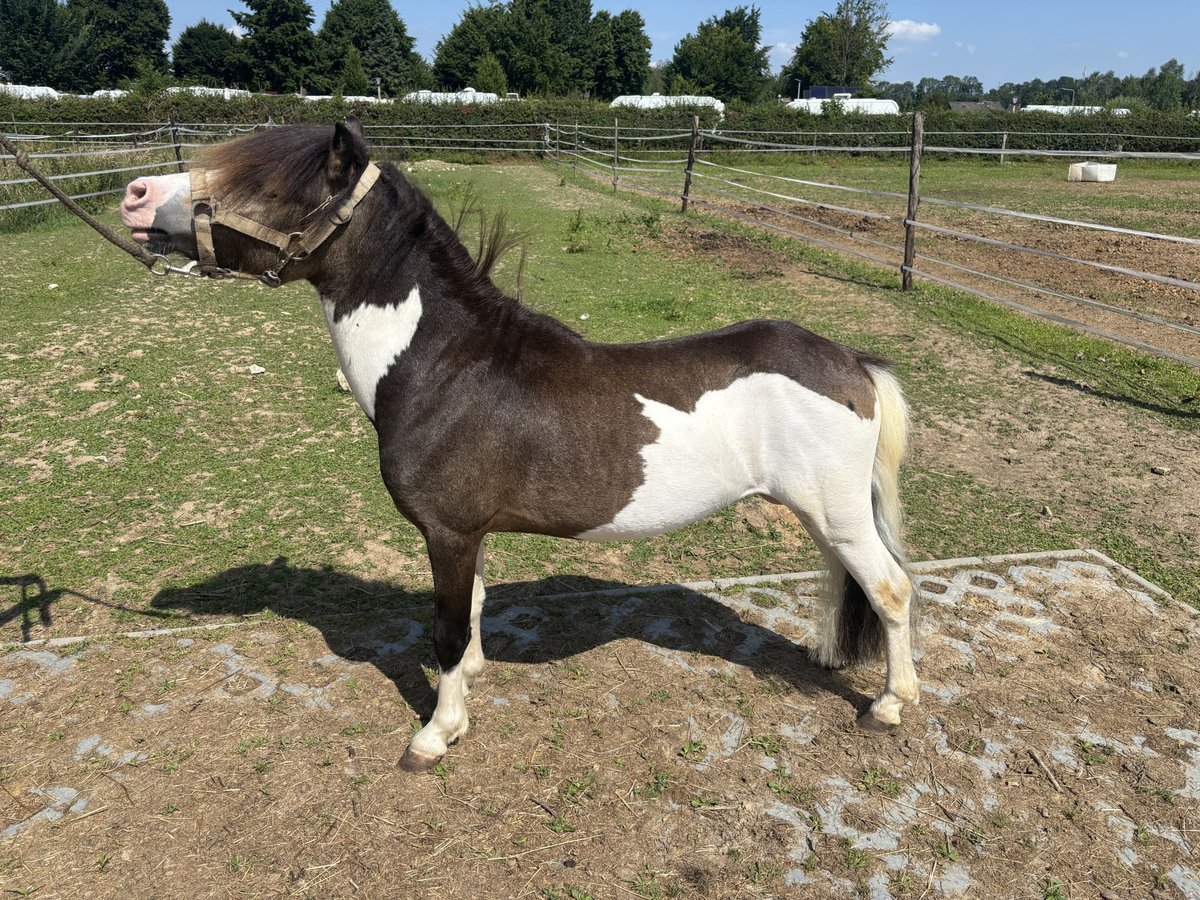 NMPRS Semental 3 años 102 cm in Schin op Geul