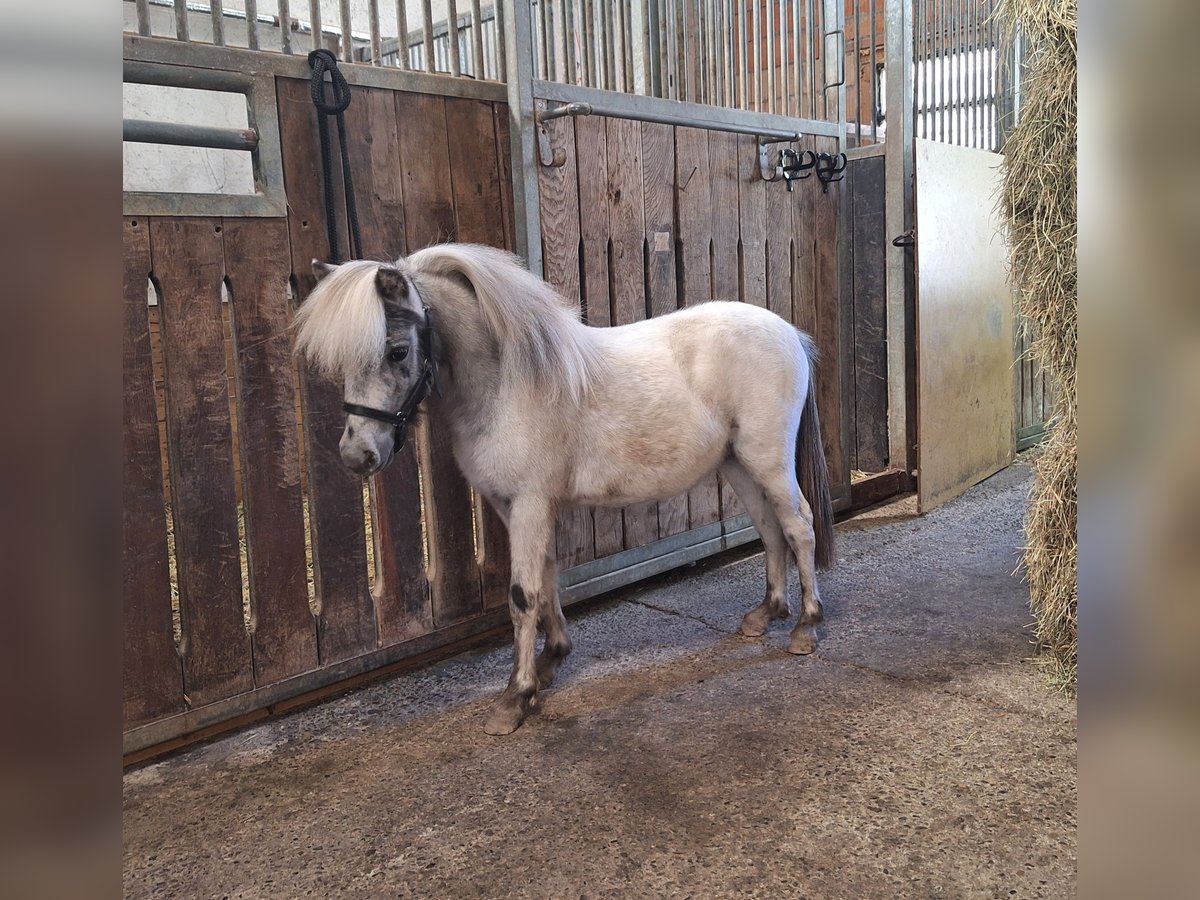 NMPRS Stallion 1 year 8 hh Leopard-Piebald in Schemmerhofen