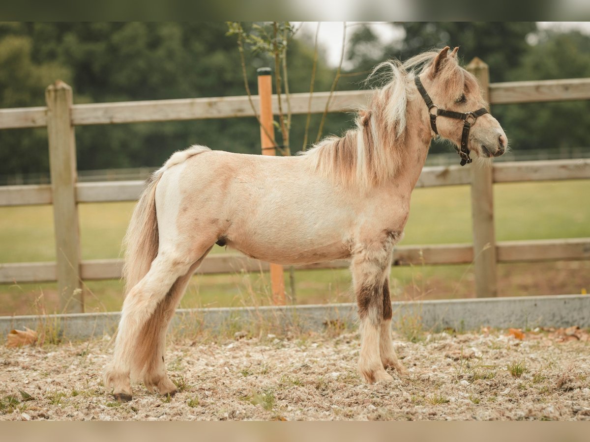 NMPRS Stallion 1 year Pinto in Meldert