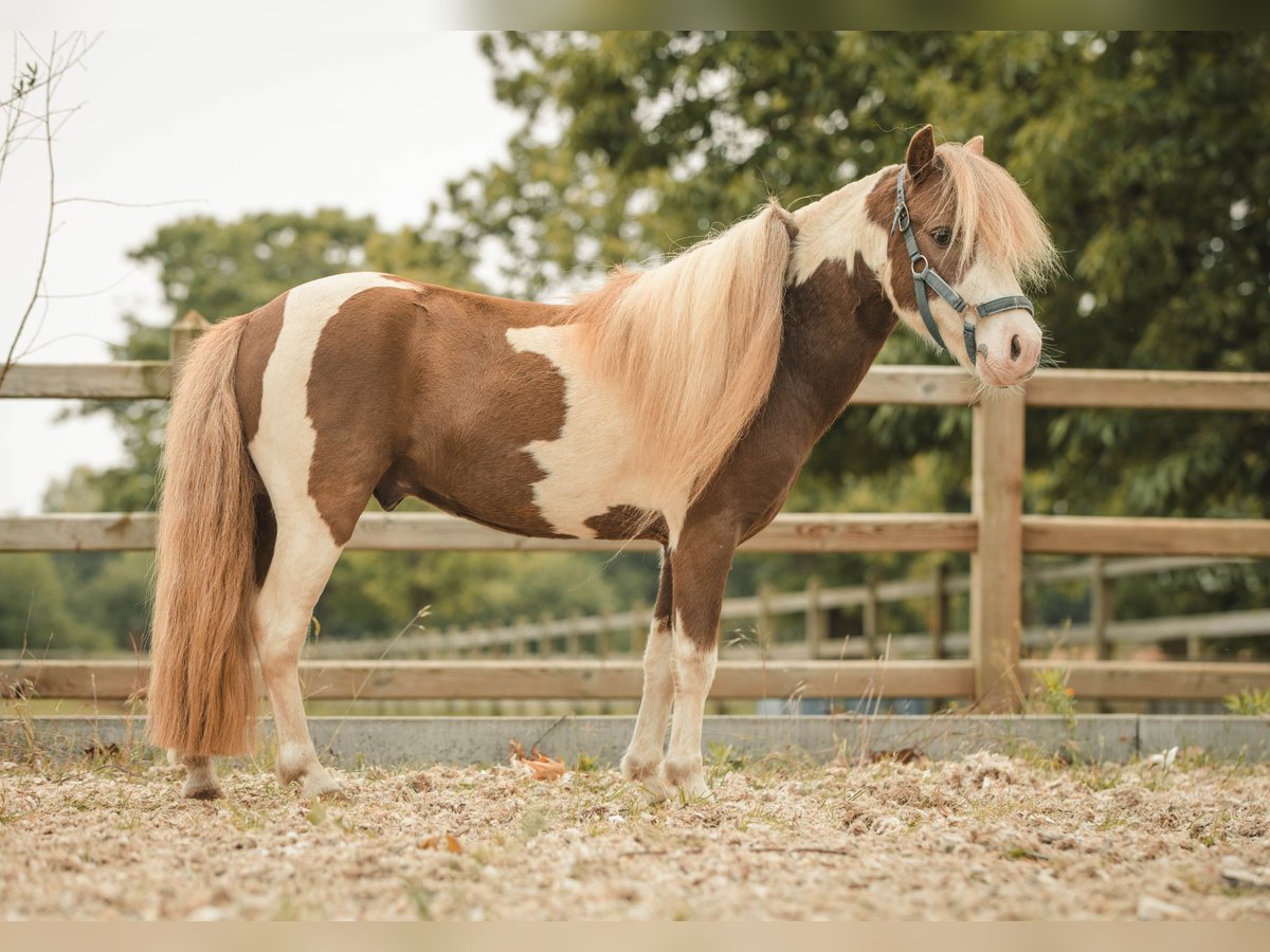 NMPRS Stallion 6 years 9,1 hh Pinto in Meldert