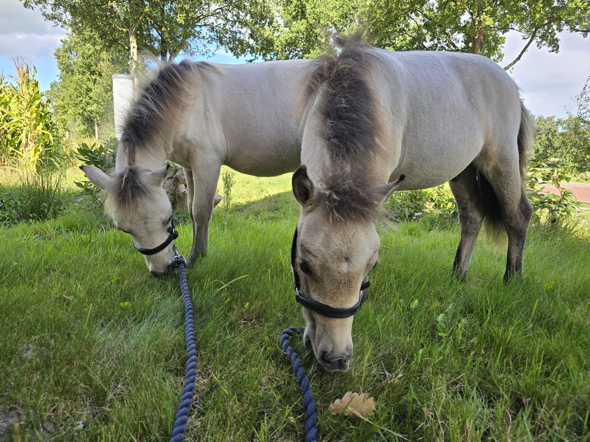 NMPRS Stallion Foal (03/2025) 5,3 hh Dun in De Wilp