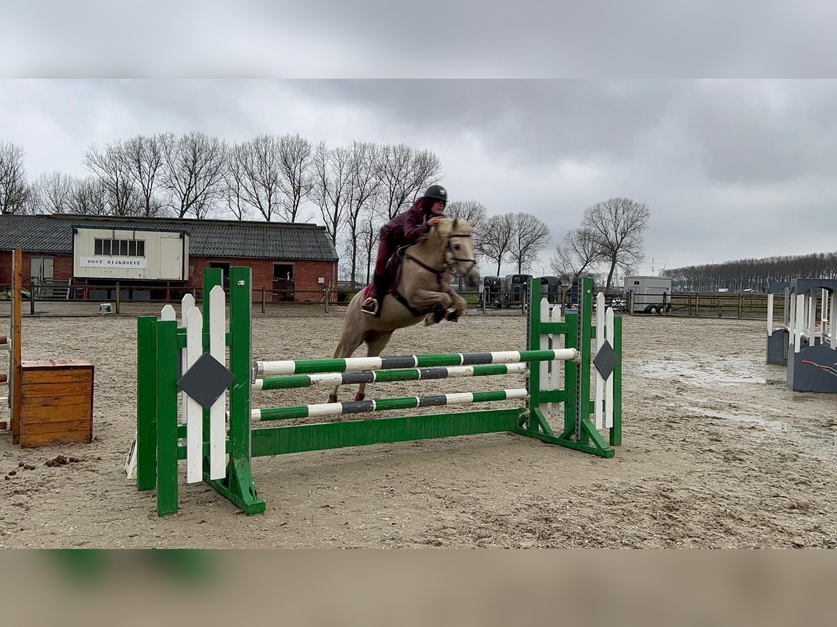 NMPRS Stute 15 Jahre 148 cm Palomino in Wuustwezel