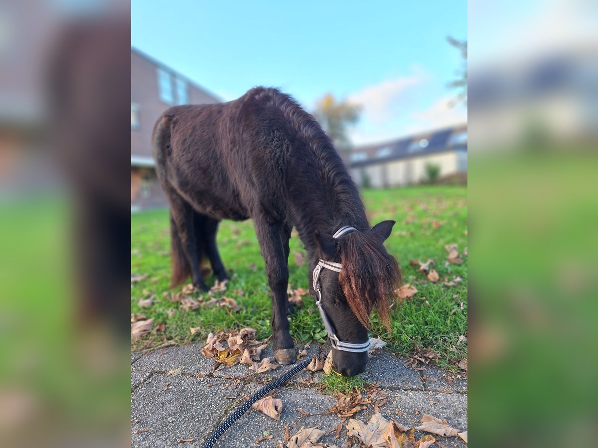 NMPRS Stute 1 Jahr 85 cm Rappe in Berkel en Rodenrijs