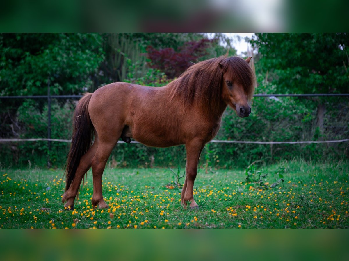 NMPRS Wałach 2 lat 100 cm Kasztanowata in Groenlo