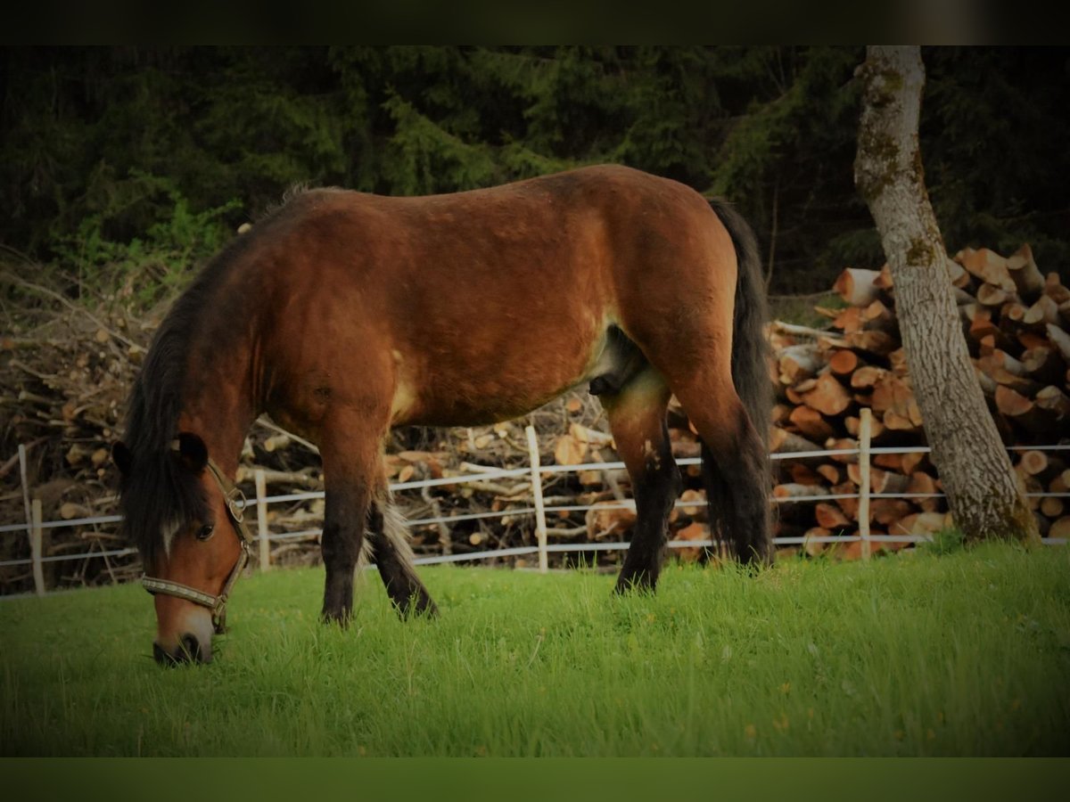 Nórico Mestizo Caballo castrado 10 años 140 cm Castaño in Seekirchen am Wallersee