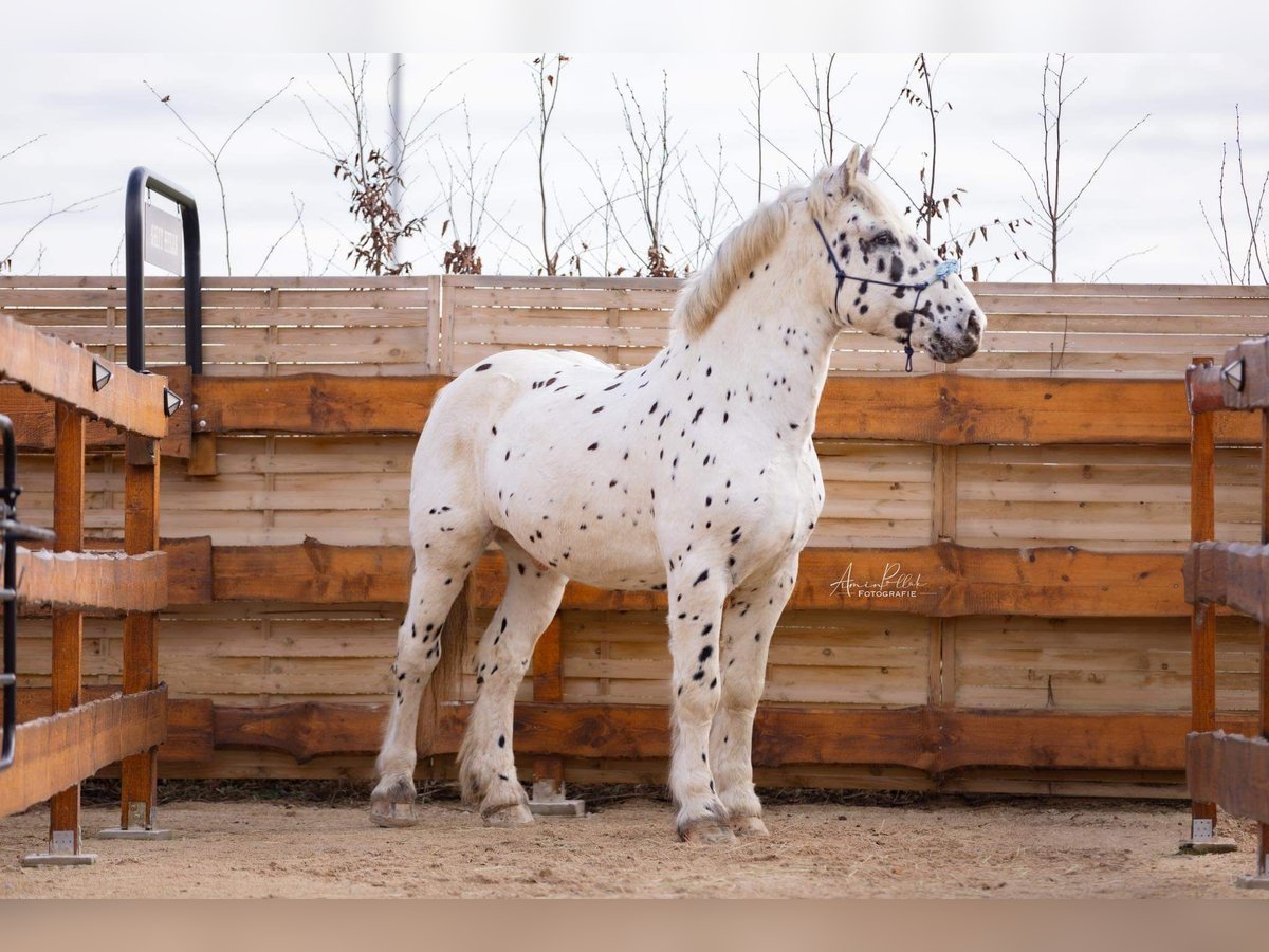 Nórico Caballo castrado 10 años 163 cm Atigrado/Moteado in Nörten-Hardenberg